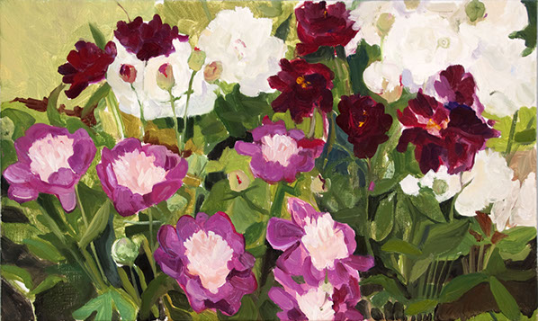 a hillside swatch of peonies at a painter friend's garden